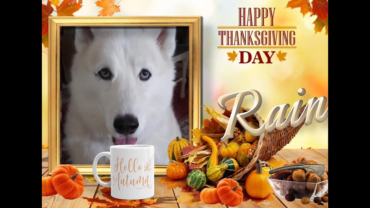 My Husky, My Best Friend Thanksgiving 2021