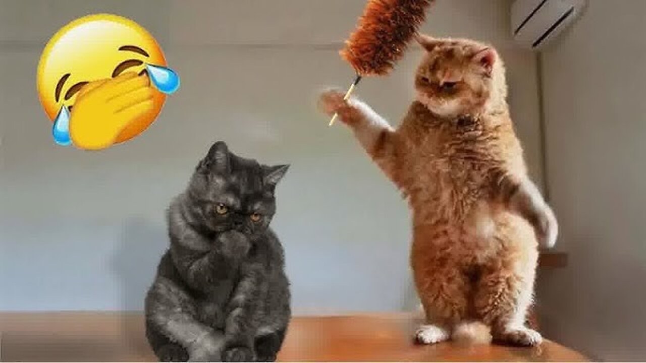 TRY NOT LAUGH | FUNNY CATS 🤣😂