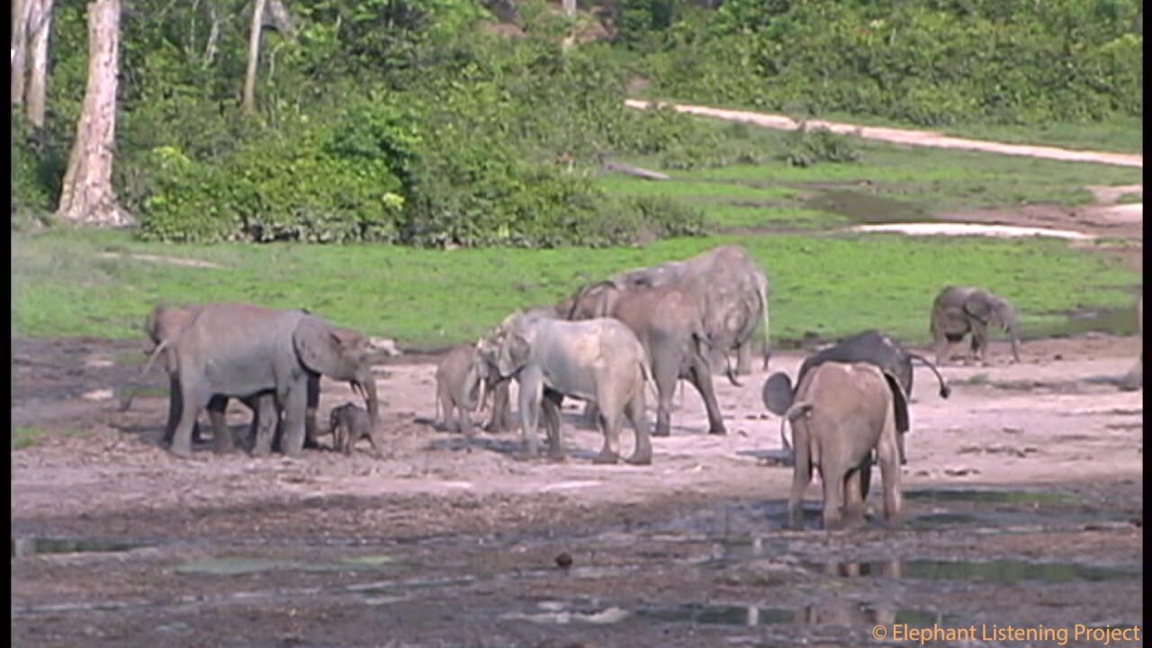 Welcoming a Newborn Elephant Calf