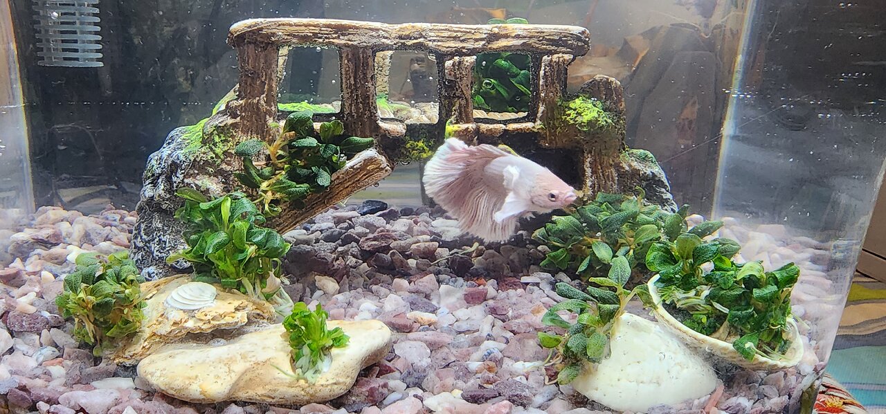 Roosevelt the Betta gets a new home