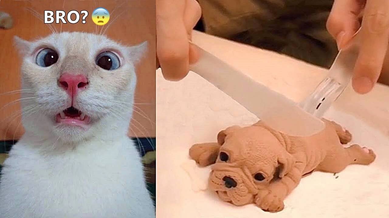 Some Hilarious Pets, Just Make Your Day Better