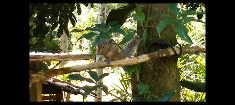 Eating squirrel