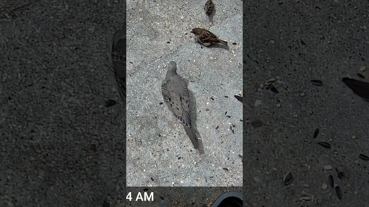 Loud Cicadas And Birds! 😎