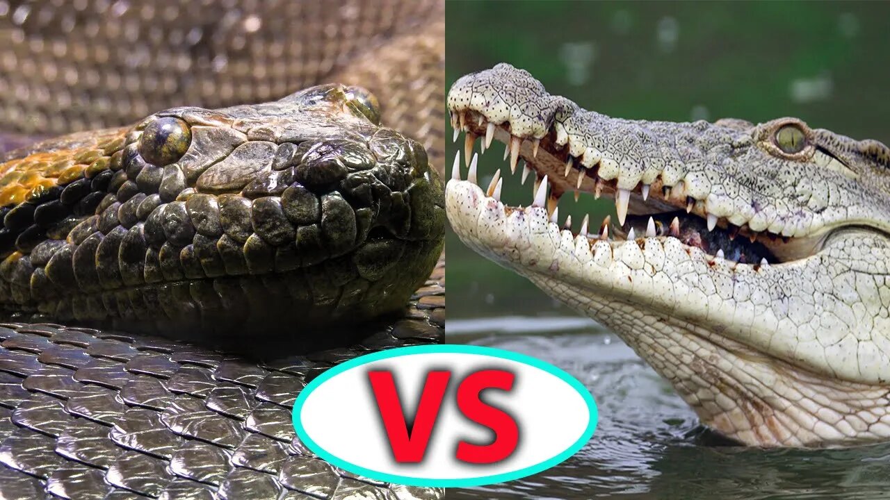 WHO IS THE KING AMONG REPTILES? - HD | ANACONDA VS CROCODILE