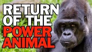 Return of the Power Animal