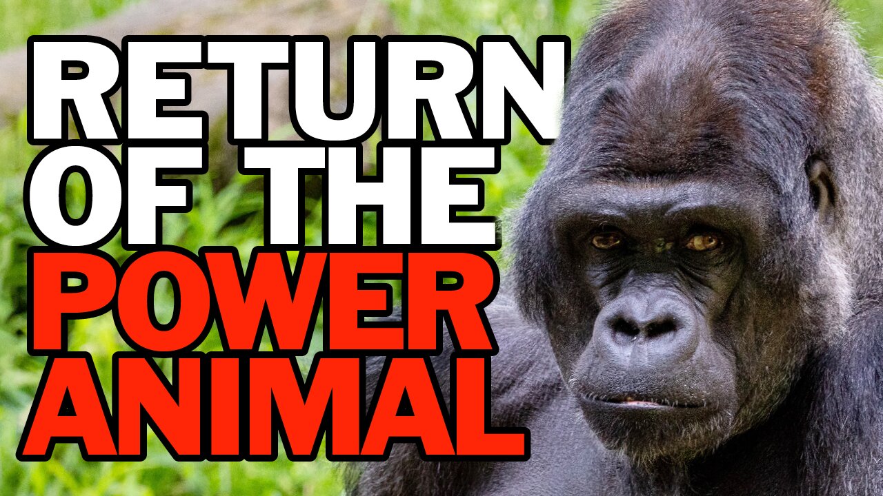 Return of the Power Animal