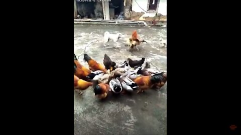 Chicken VS Dog Fight!!! - Funny Dog Fight Videos