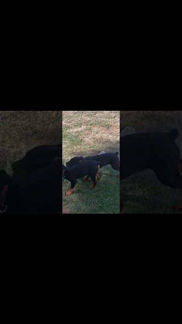 Rottweilers Lil' Eddie & Faye They Are So Fake And Dramatic...Oscar Winners In The House!