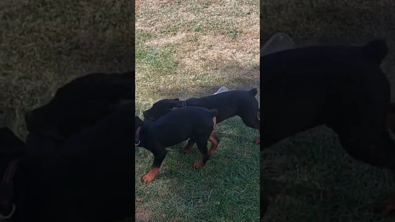 Rottweilers Lil' Eddie & Faye They Are So Fake And Dramatic...Oscar Winners In The House!