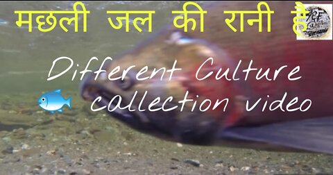 Different culture fish collection video #fish video