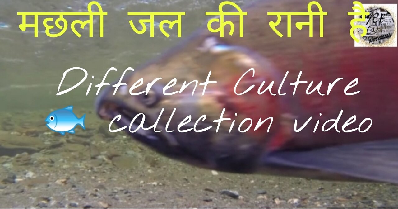 Different culture fish collection video #fish video