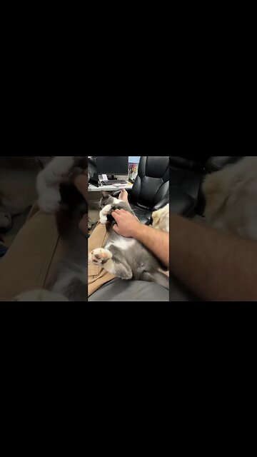 Petting the cats belly…