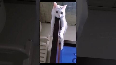 Crazy Cats Series pt.23 #shorts #short #cat #cats #funny #reels #animals #trending #reels