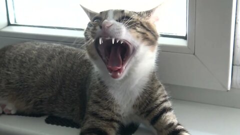 Cute Little Cat Stretches and Yawns