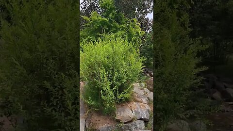 부천 무릉도원 수목원 - 큰 연못(?)