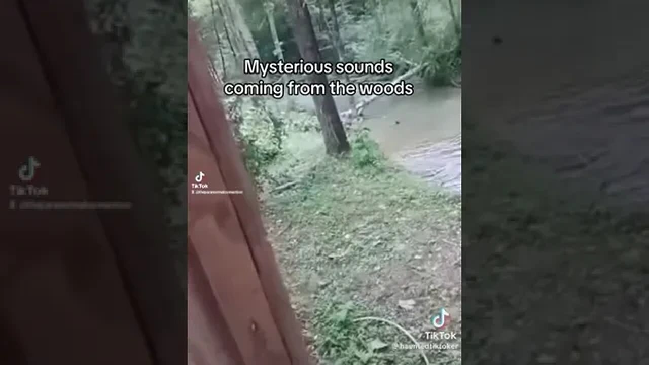 The Sounds