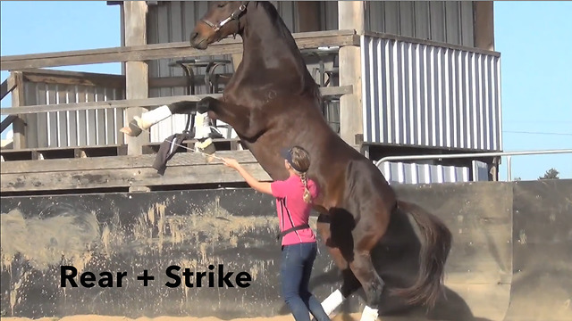 Smart horse displays array of tricks