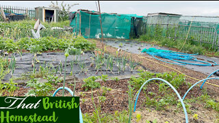 Spring Allotment Jobs and Strawberry Harvest