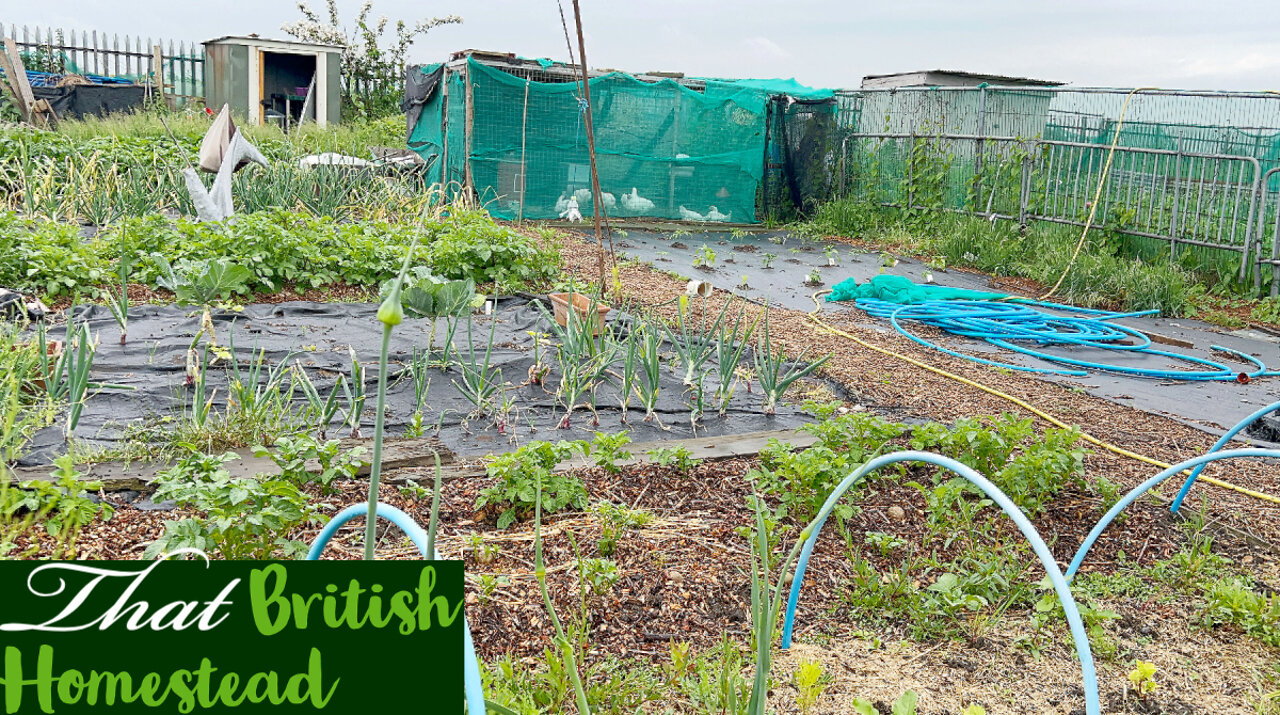 Spring Allotment Jobs and Strawberry Harvest