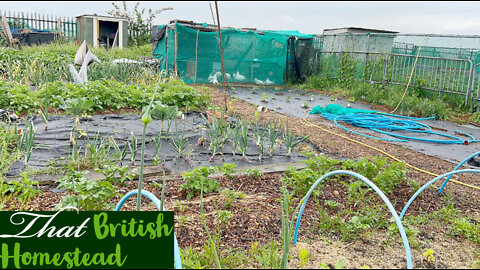 Spring Allotment Jobs and Strawberry Harvest