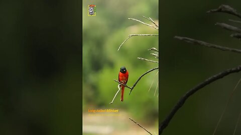 Long-tailed Minivet | Laila Majnoo #laila #Majnoo #conservation #singingbirds #wildlifephotography