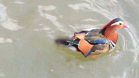 Mandarin Duck Bodiam Castle