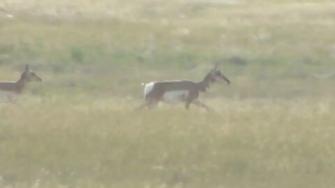 Pronghorn near Badlands National Park