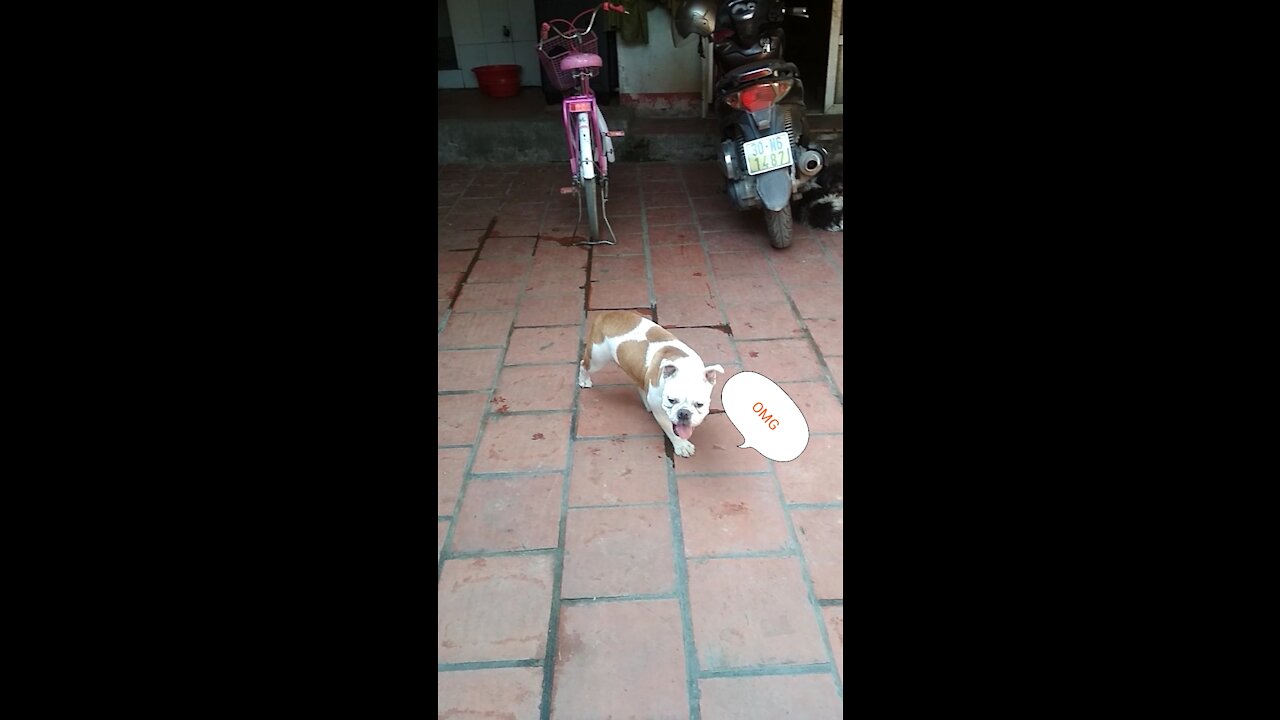 when my adorable puppy does the trick