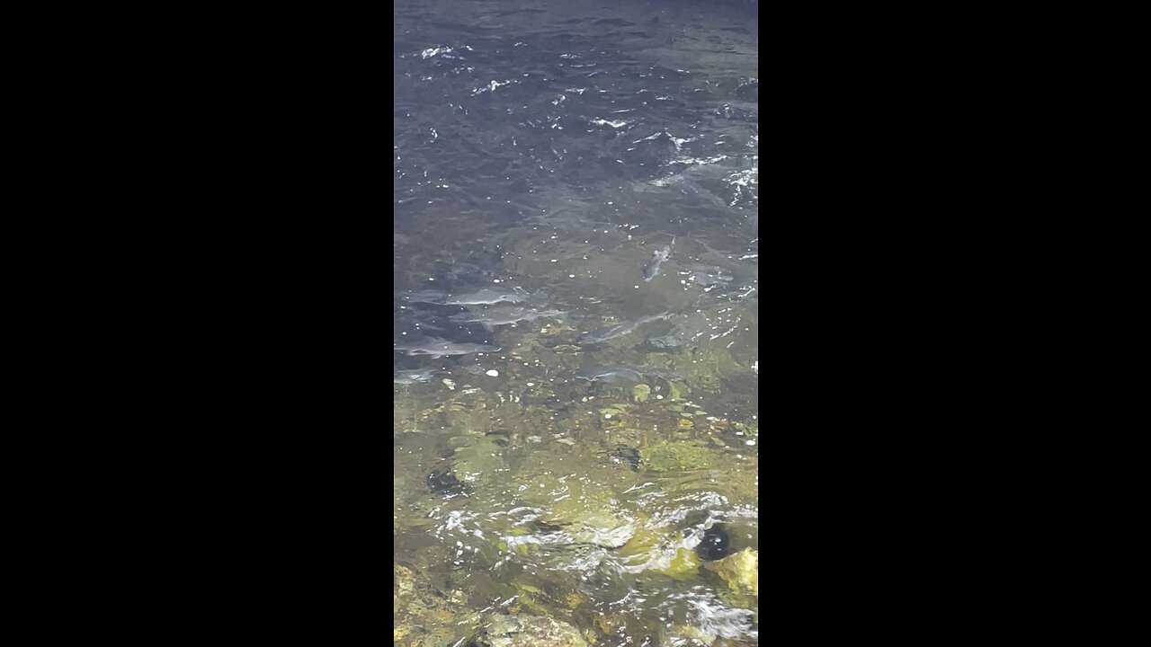 Sockeye Run Fish Creek