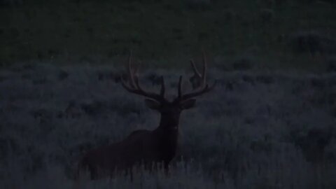 OH CRAP. . .DIDN'T SEE YOU THERE! BULL ELK!