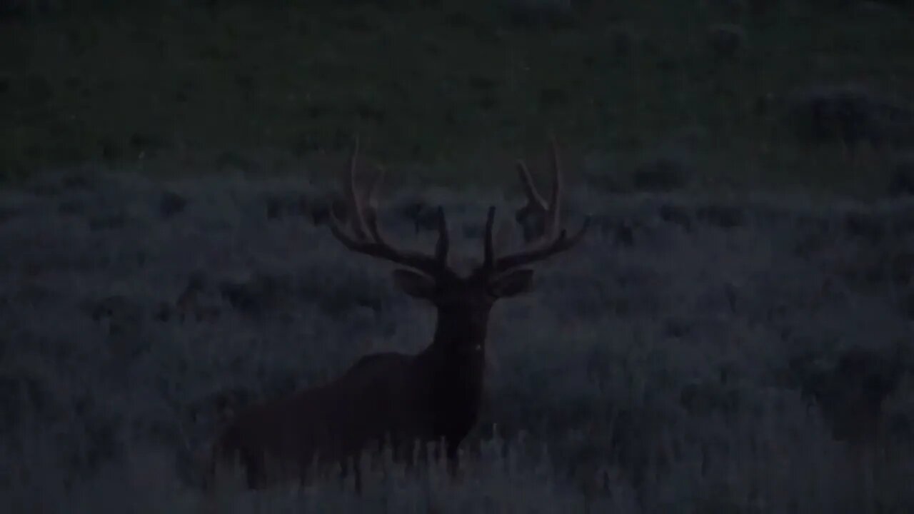 OH CRAP. . .DIDN'T SEE YOU THERE! BULL ELK!