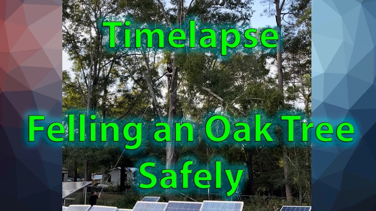 Timelapse: Felling a Large Oak Tree Safely