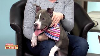 Humane Society Tampa | Morning Blend