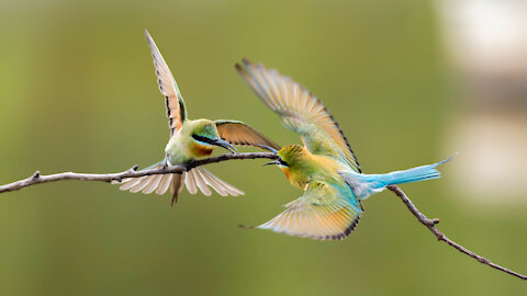 Beautiful Birds - Wildlife Videography