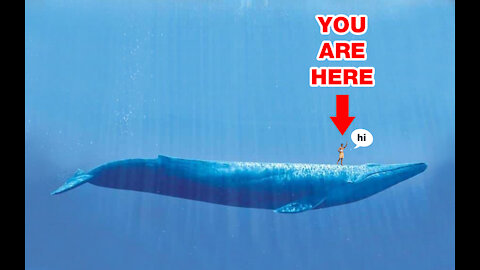 Amazing HUGE sea animals comparisson to the human being