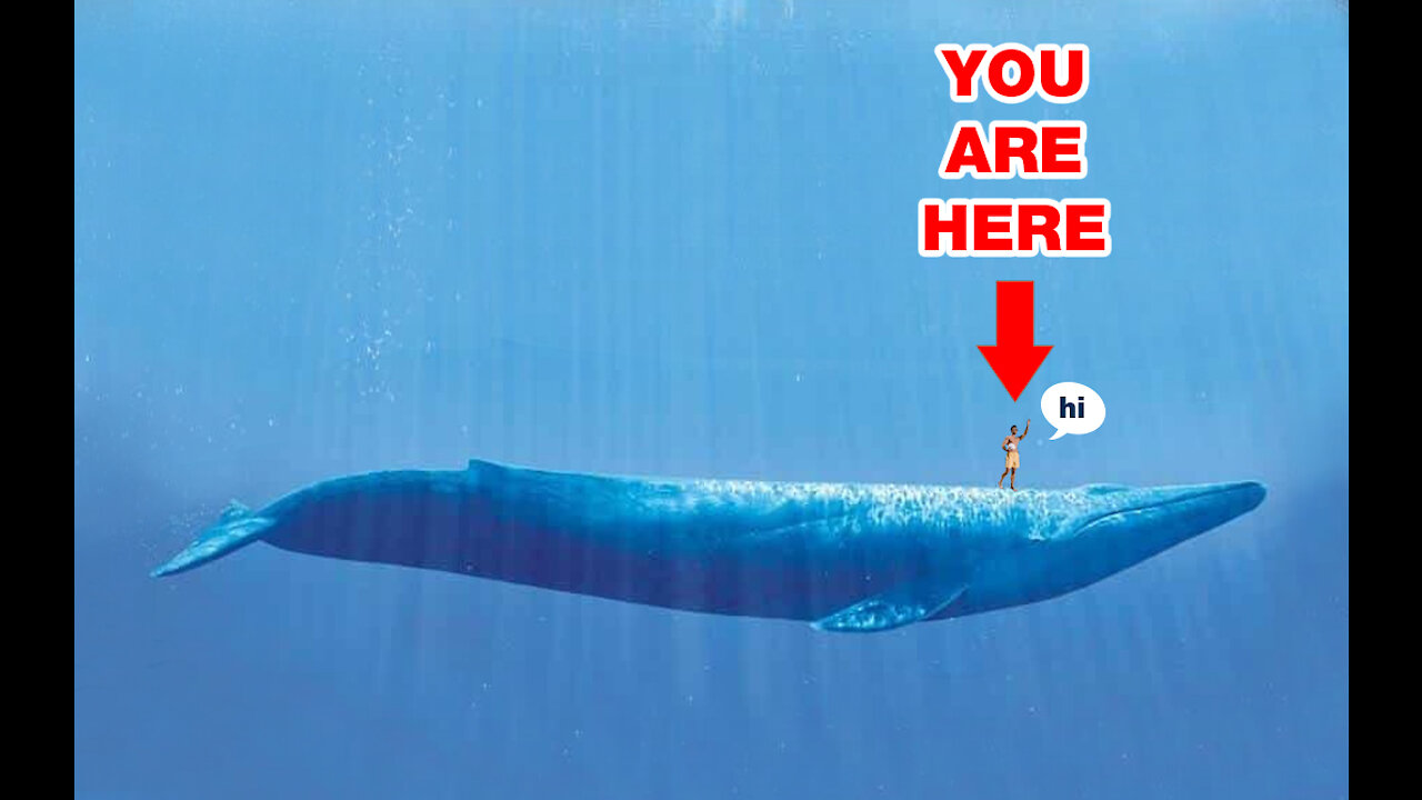 Amazing HUGE sea animals comparisson to the human being