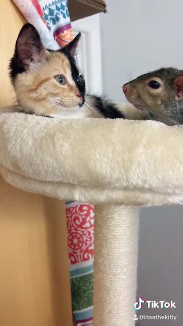 Kitten and squirrel meet for the first time, instantly become friends