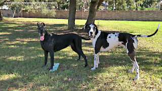 Happy Great Danes Have Fun Playing While Delivering The Newspaper