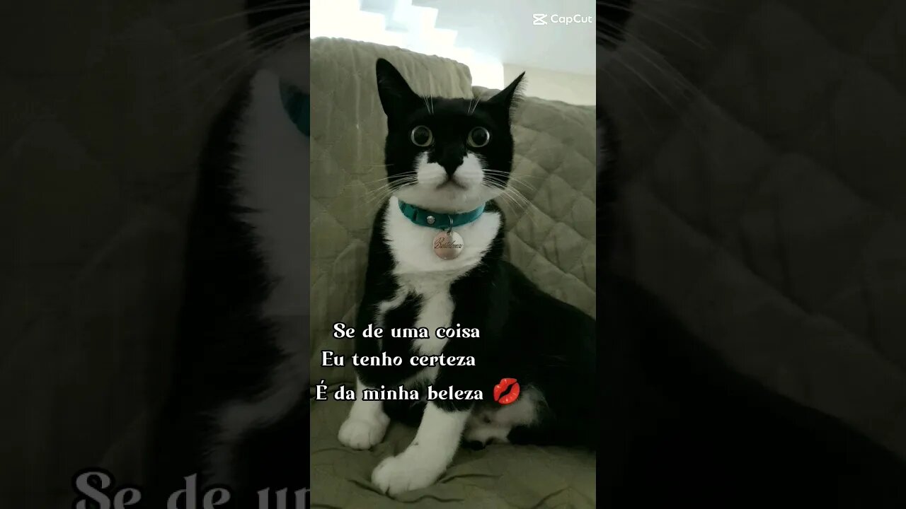 Gato Bartolomeu Tunico na novela 🐱