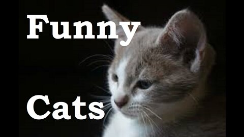 Funny cats | Baby Cat funny cats | Cute cat | Baby Cat | dancing cat