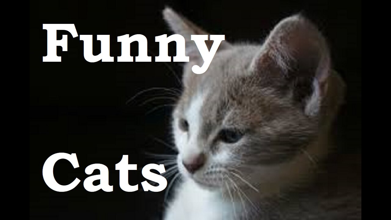 Funny cats | Baby Cat funny cats | Cute cat | Baby Cat | dancing cat