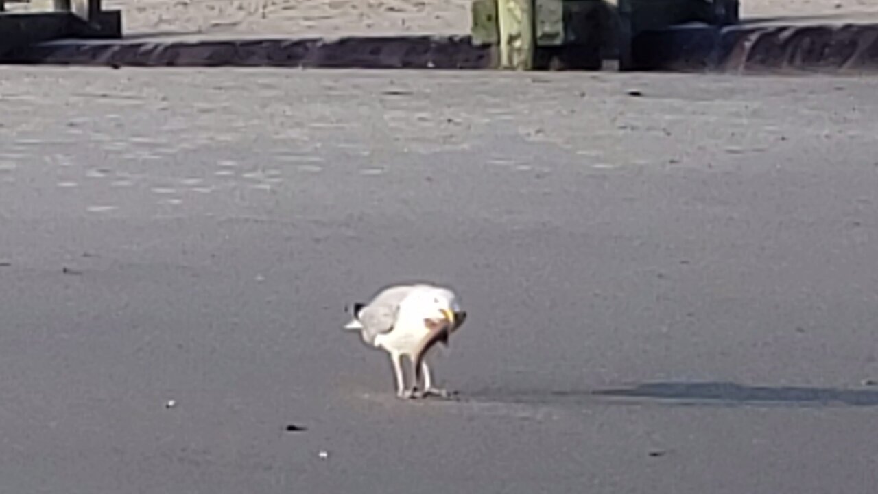 Daring seagull eats live baby shark