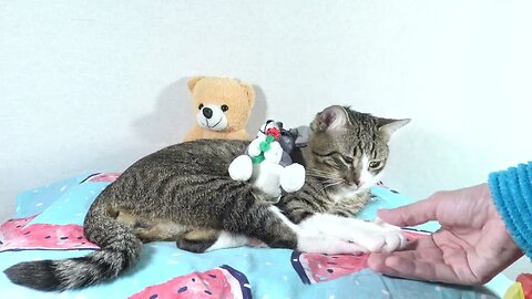 Cute Cat Sleeps among His Toys