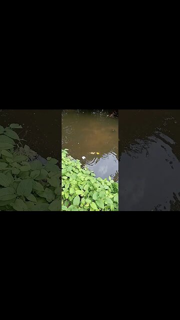 Feeding The Turtles a Whole Sandwich 🤣 #shorts #funny #animals