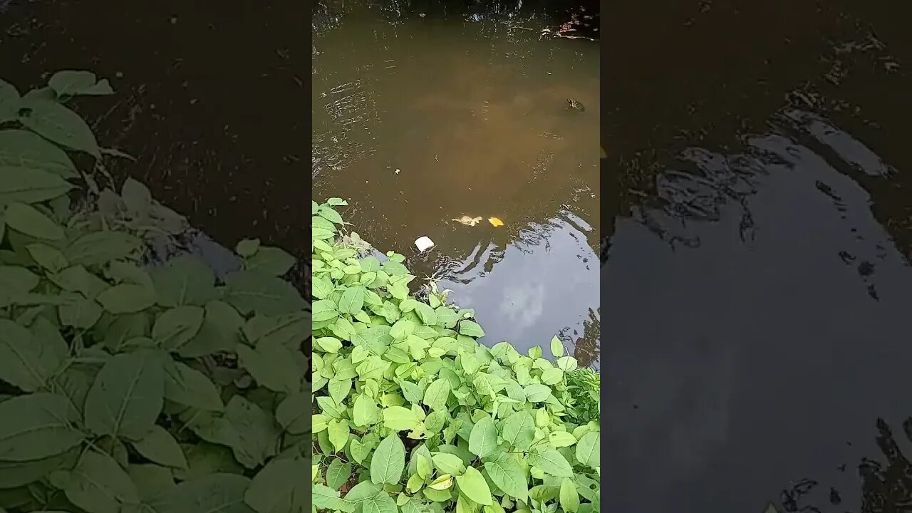 Feeding The Turtles a Whole Sandwich 🤣 #shorts #funny #animals