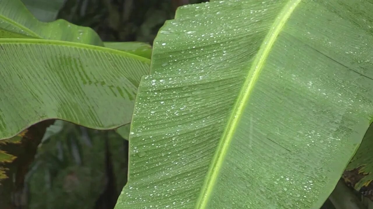 Rain Leaves Heavy Rain Storm Cloudburst Nature