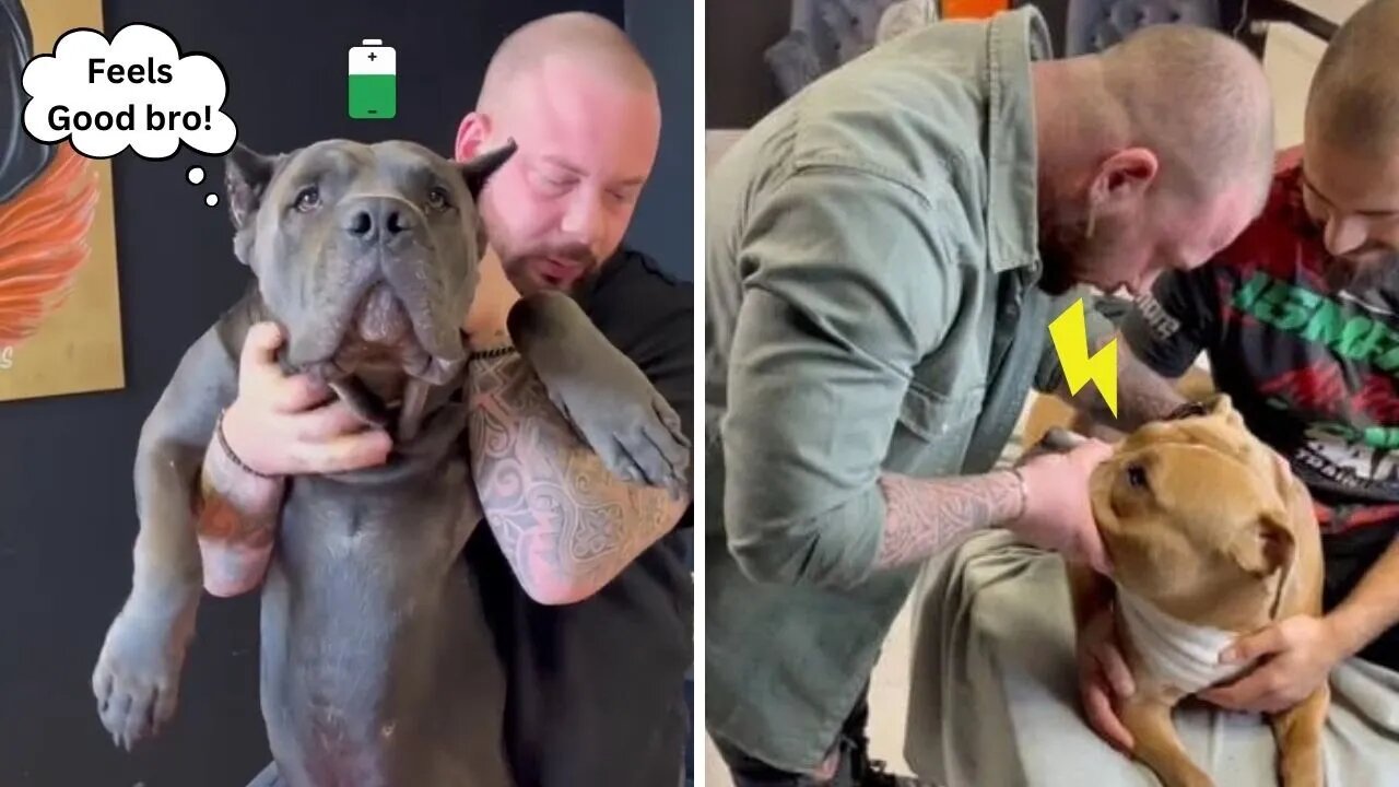 Dog Chiropractor Breaks A Dog's Neck, Leaving The Dogs Stunned 🐶🐕‍🦺 | Dog Reaction 🙄