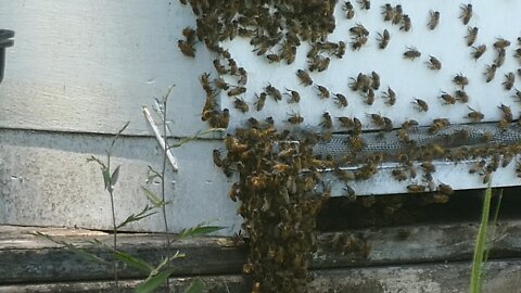 HONEYBEES (Ready to swarm?)