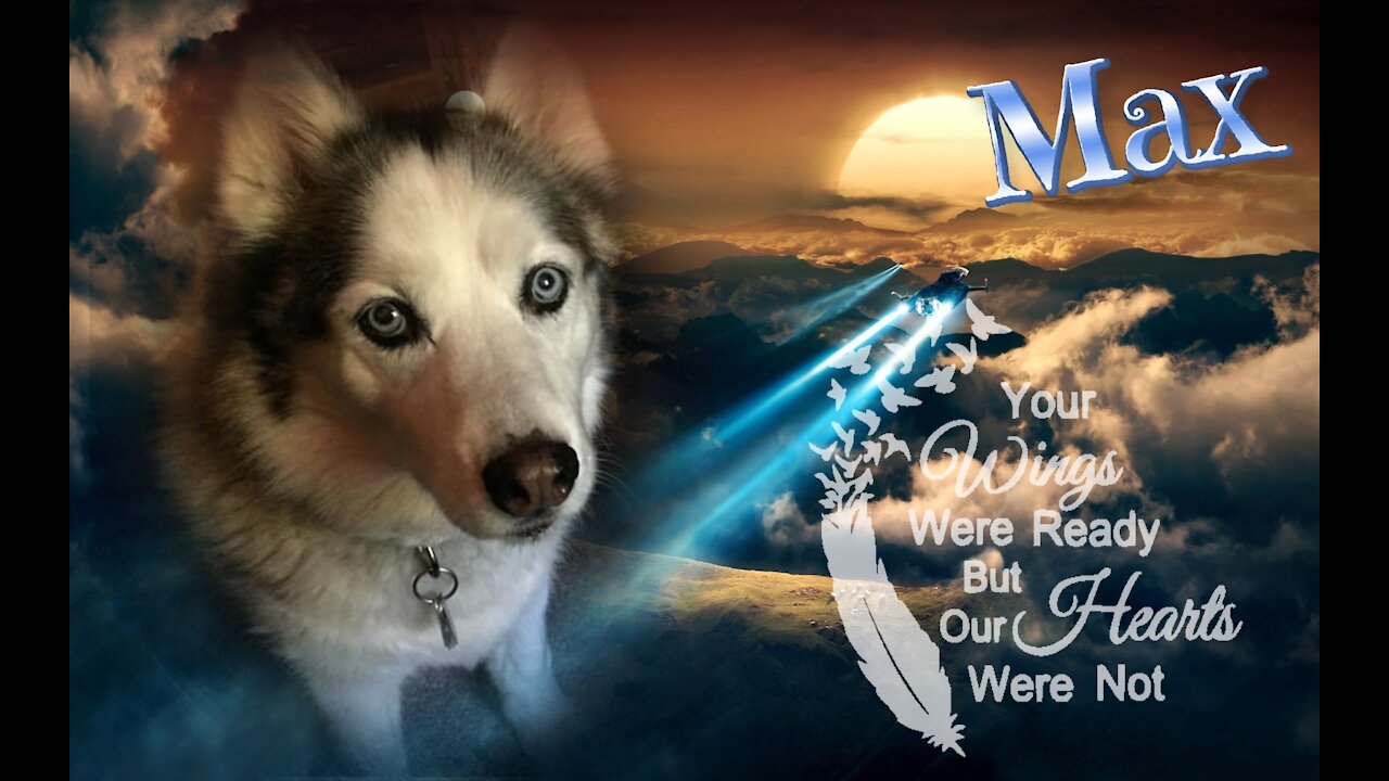 My Husky, My Best Friend Memorial Day 2021