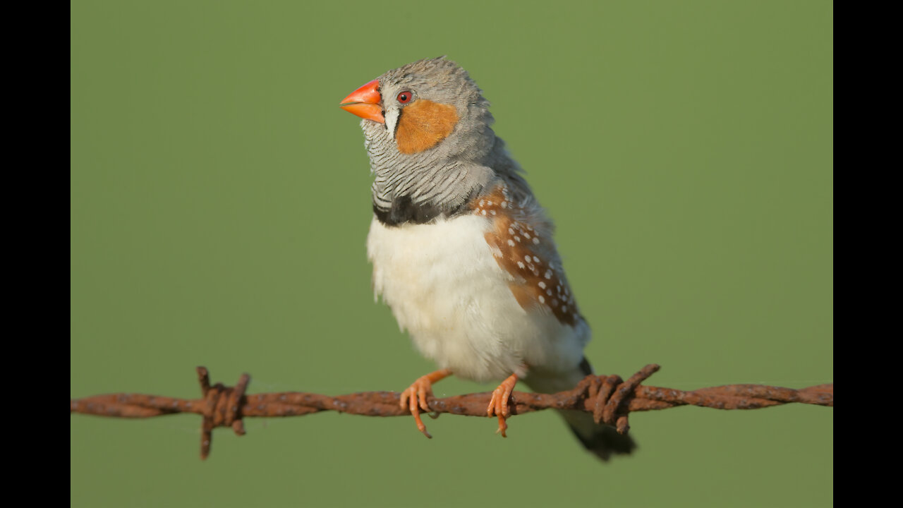 Beautiful Smart birds .